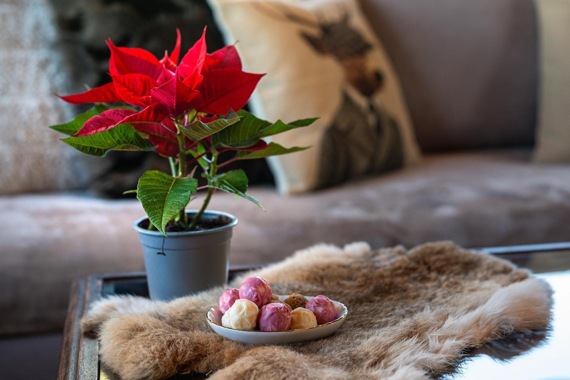 Livadi Cozy Villa Arachova Ngoại thất bức ảnh